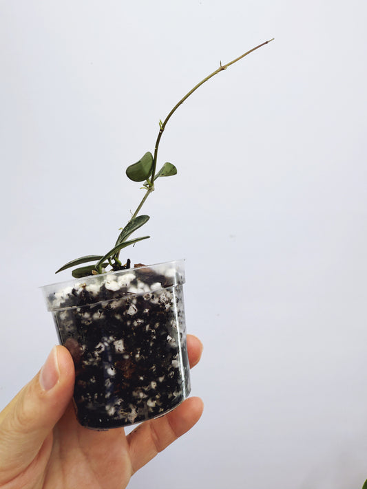 Hoya lima splash