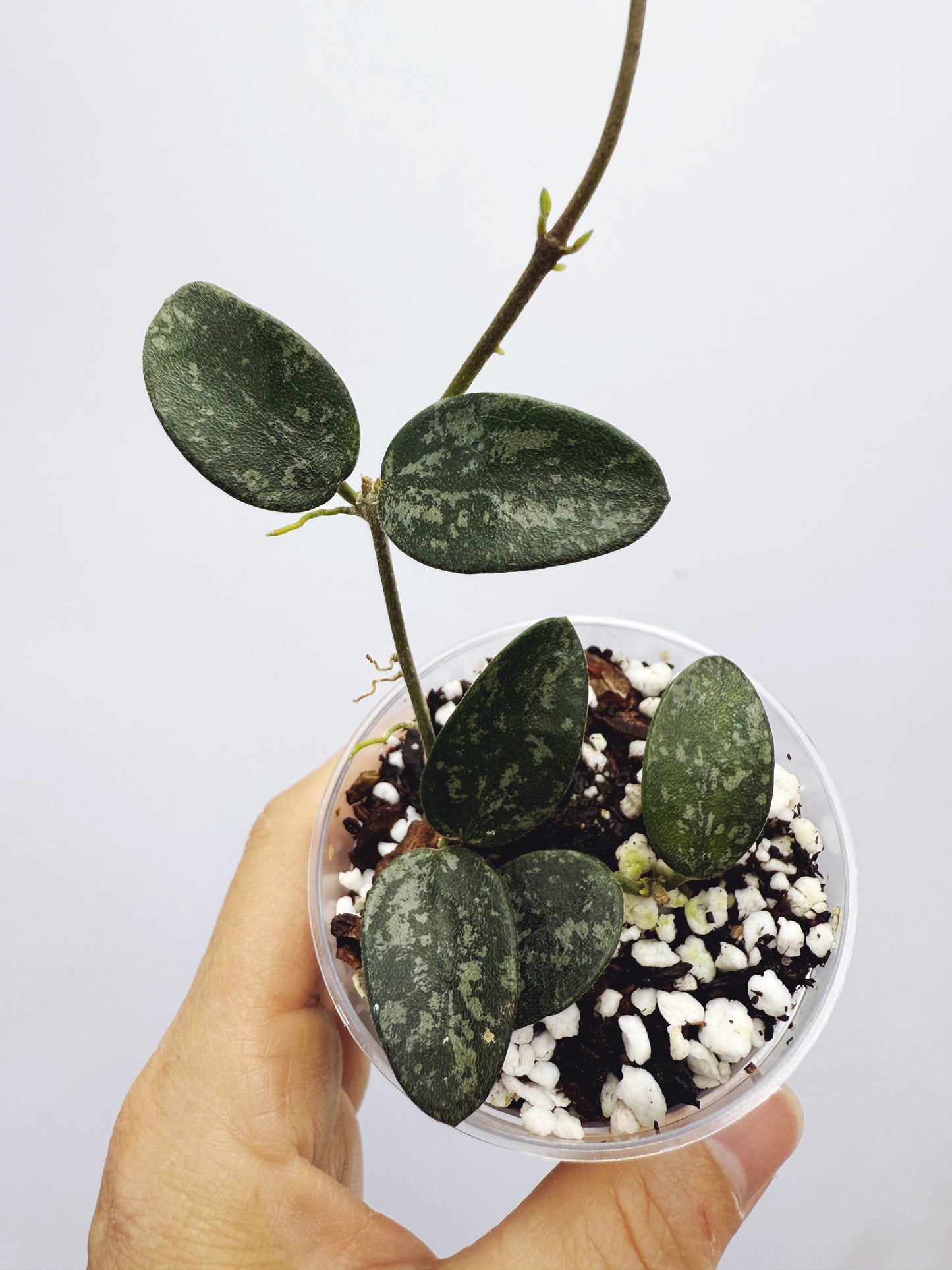 Hoya lima splash