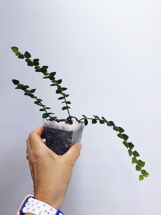 Hoya chinghungensis