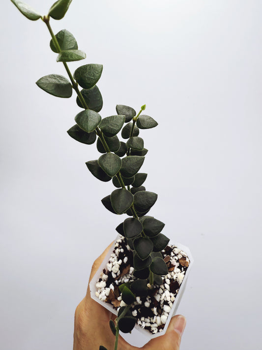 Hoya chinghungensis