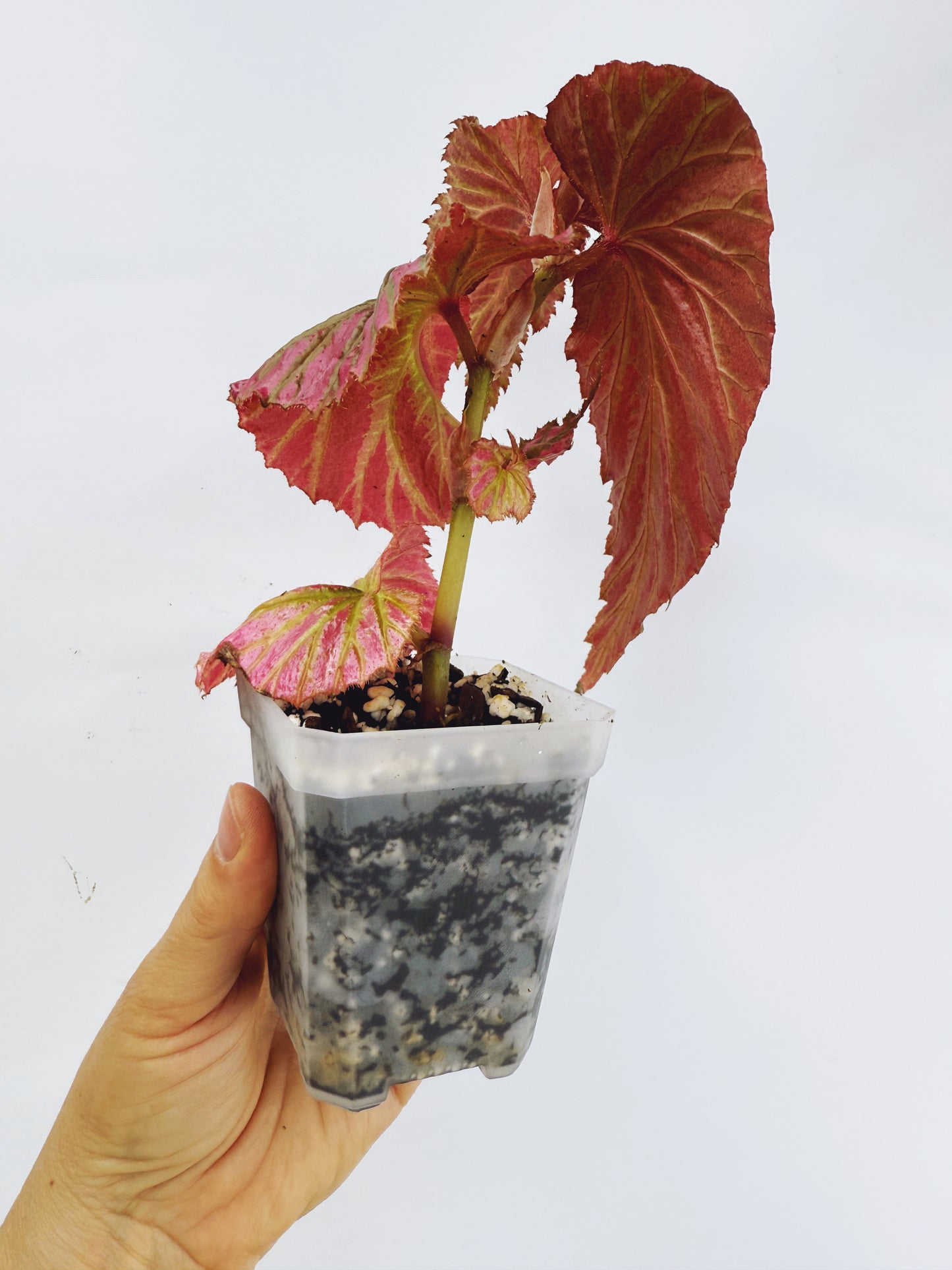 Begonia brevirimosa ssp exotica
