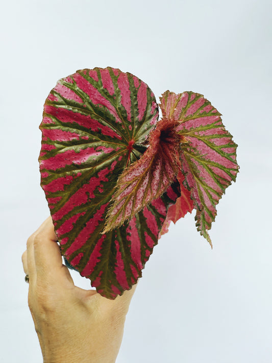 Begonia brevirimosa ssp exotica
