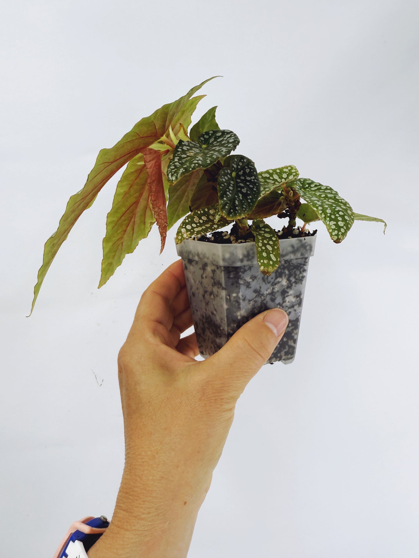 Begonia white ice