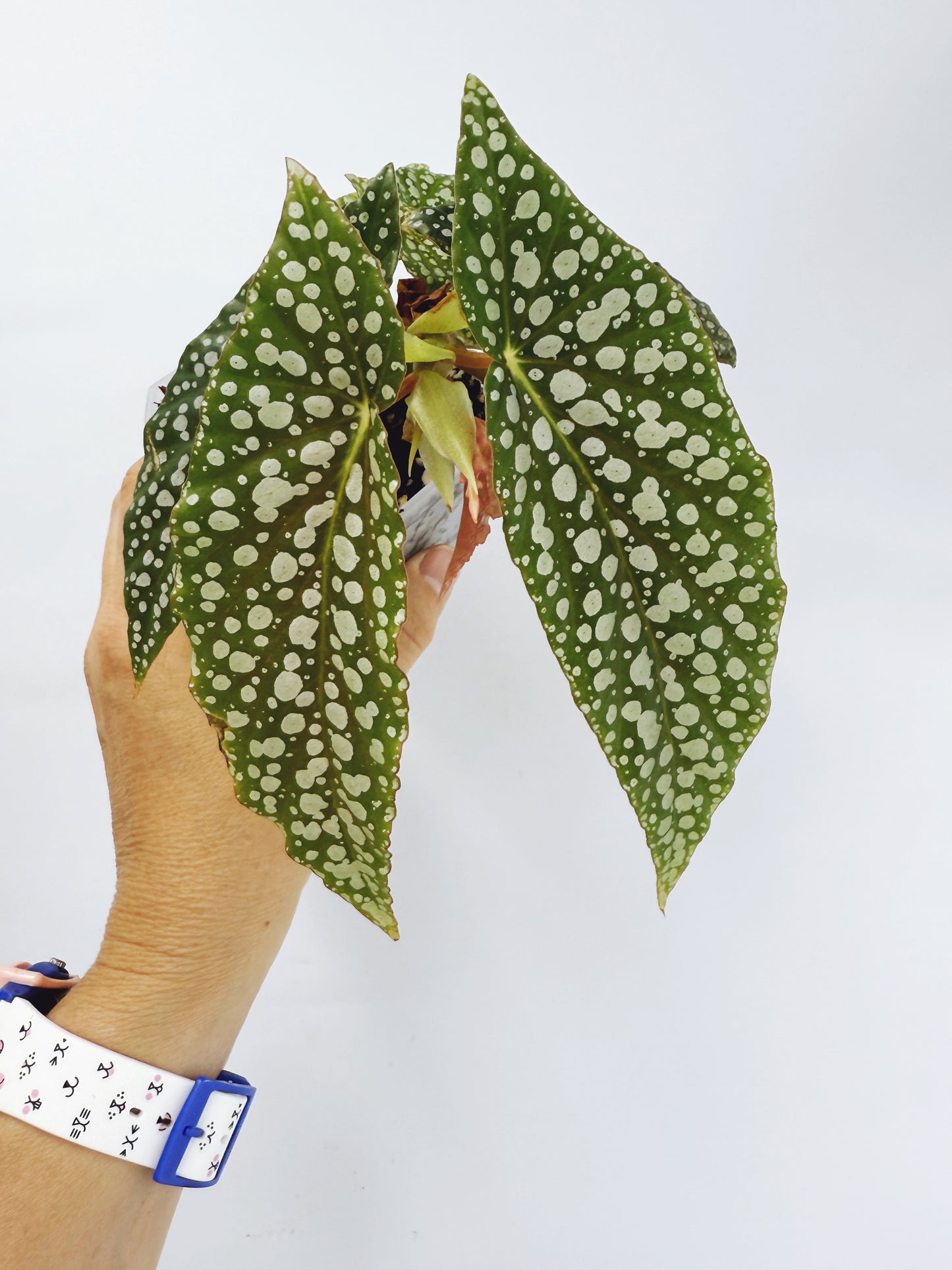 Begonia white ice