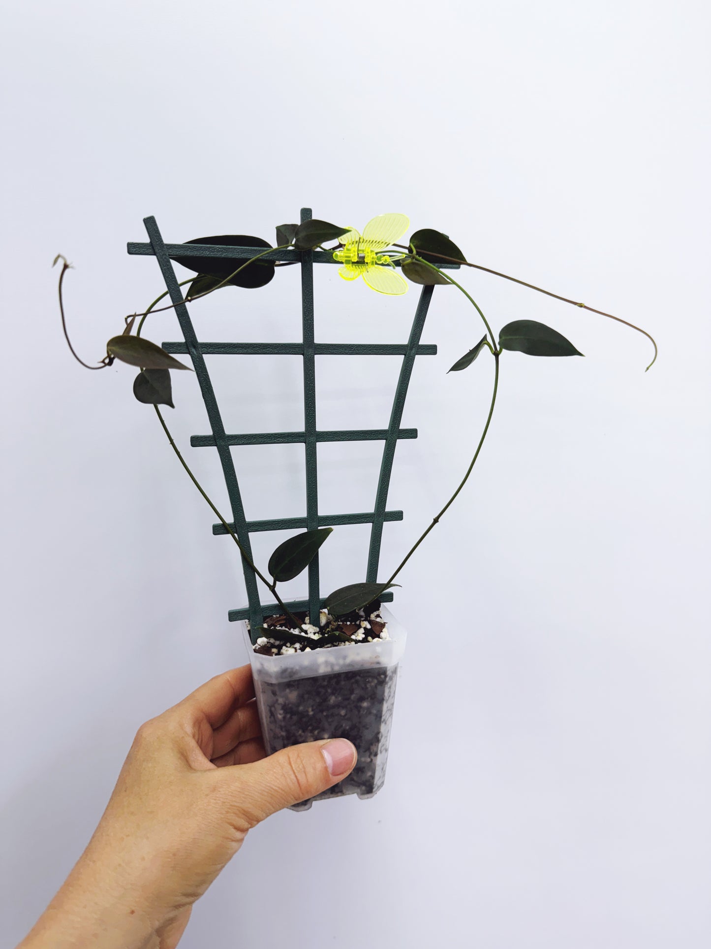 Hoya carrii NS13-064