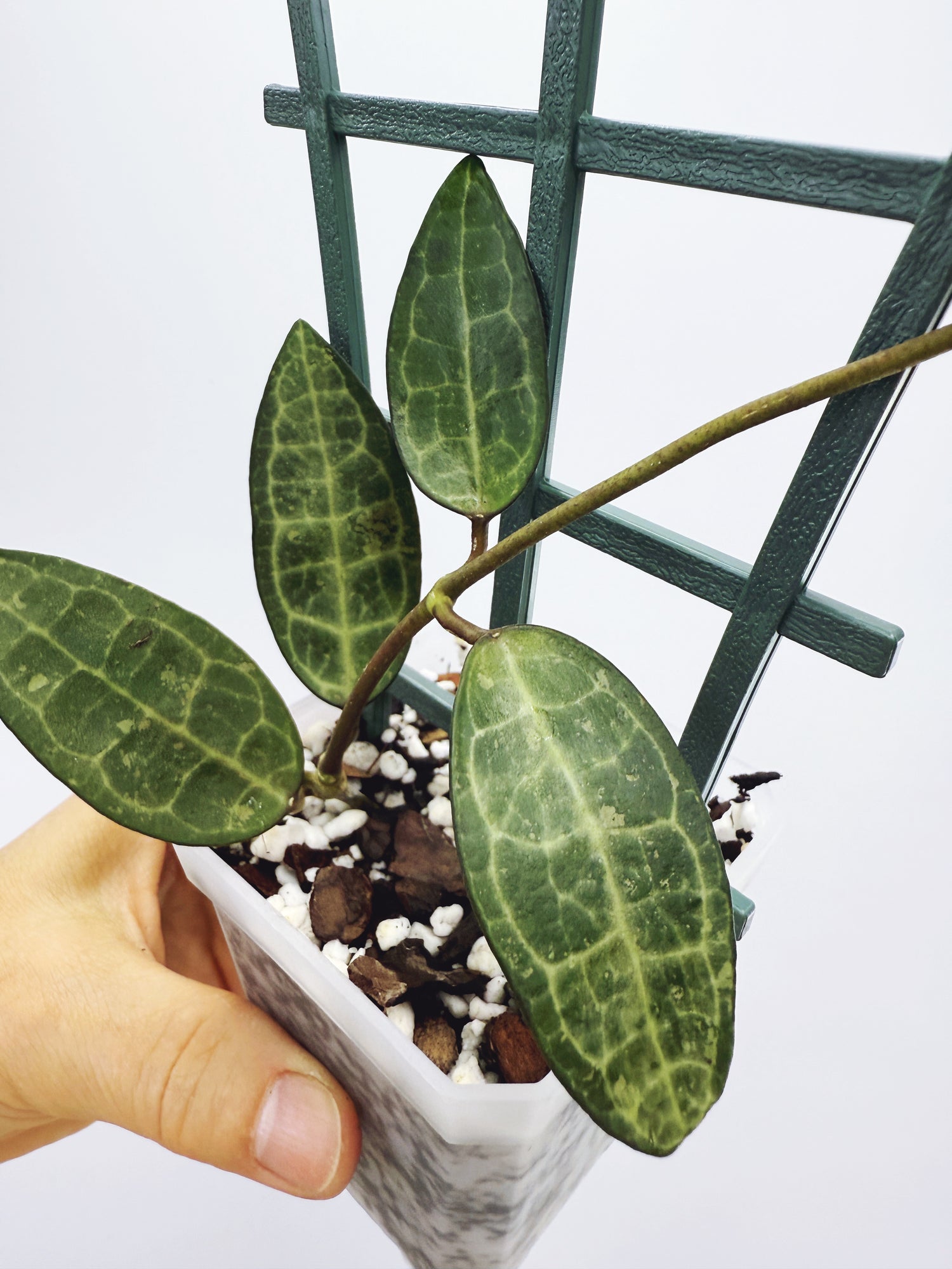 Current Plants