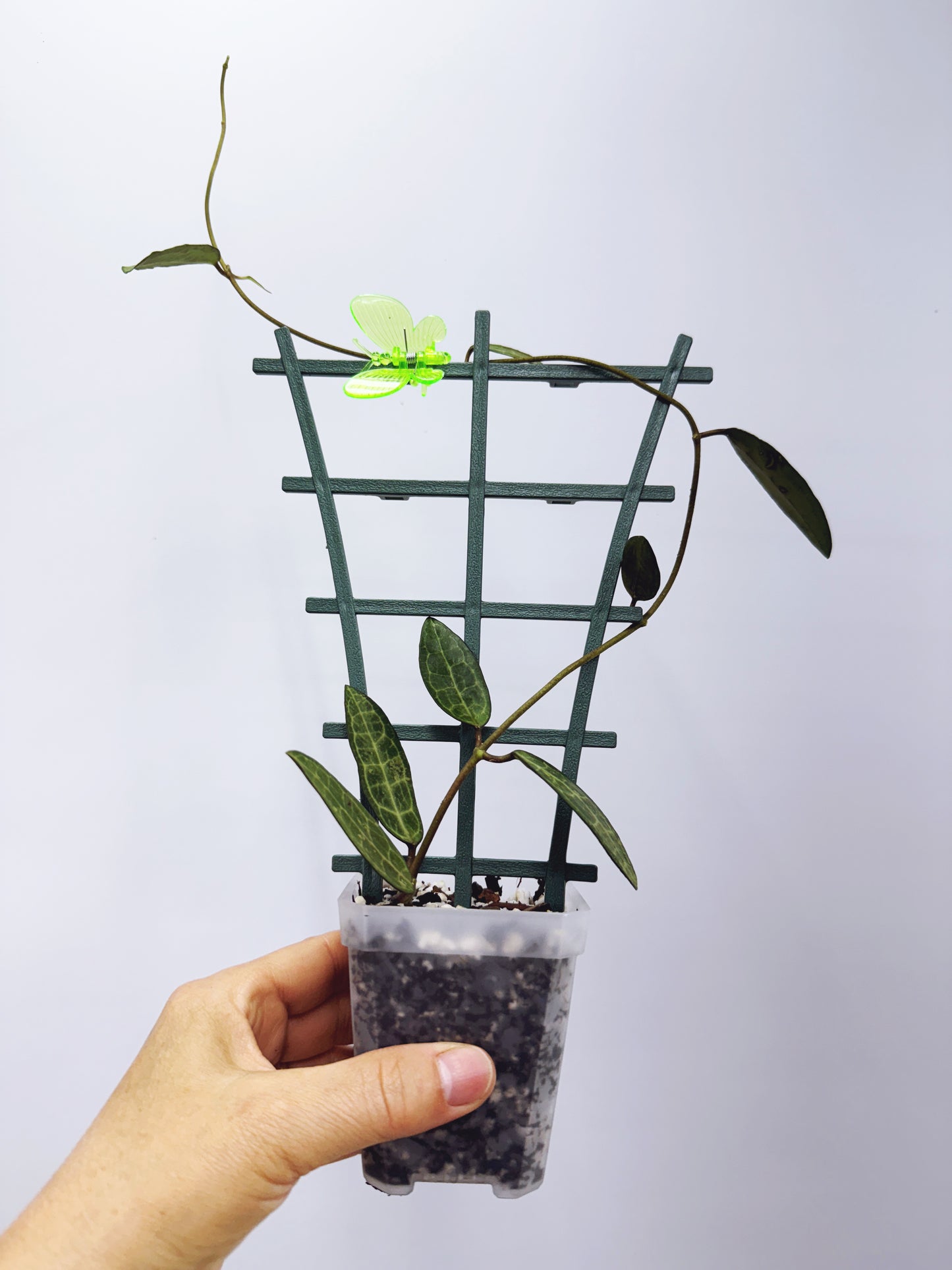 Hoya elliptica black petiole