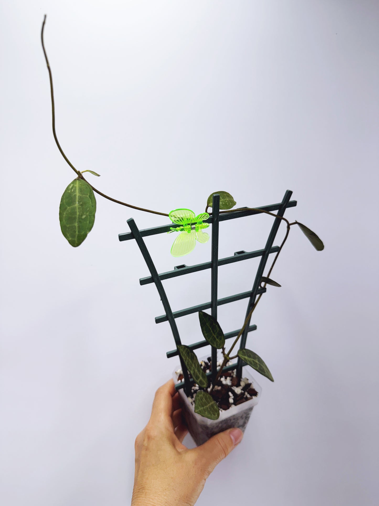 Hoya elliptica black petiole