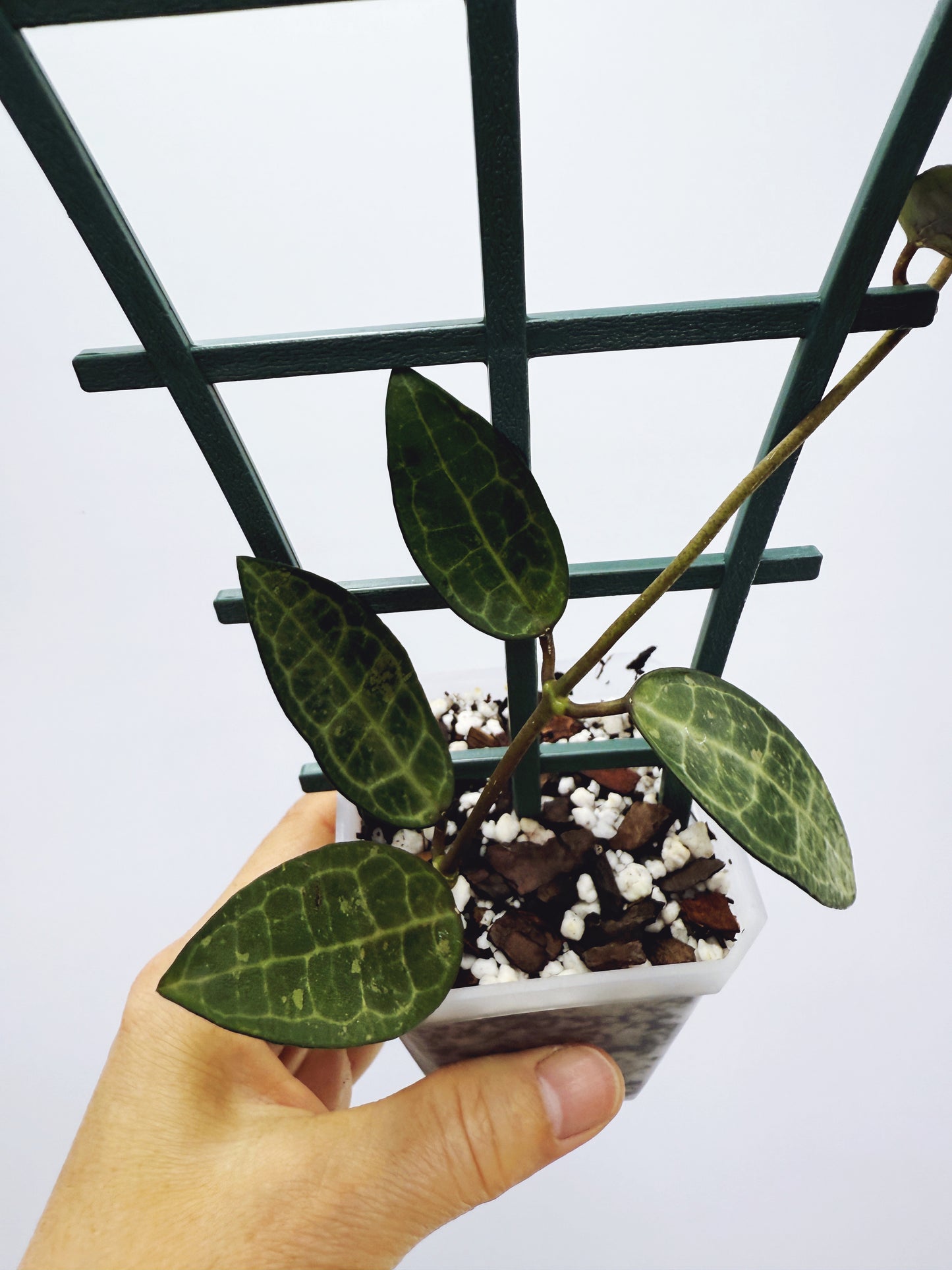 Hoya elliptica black petiole