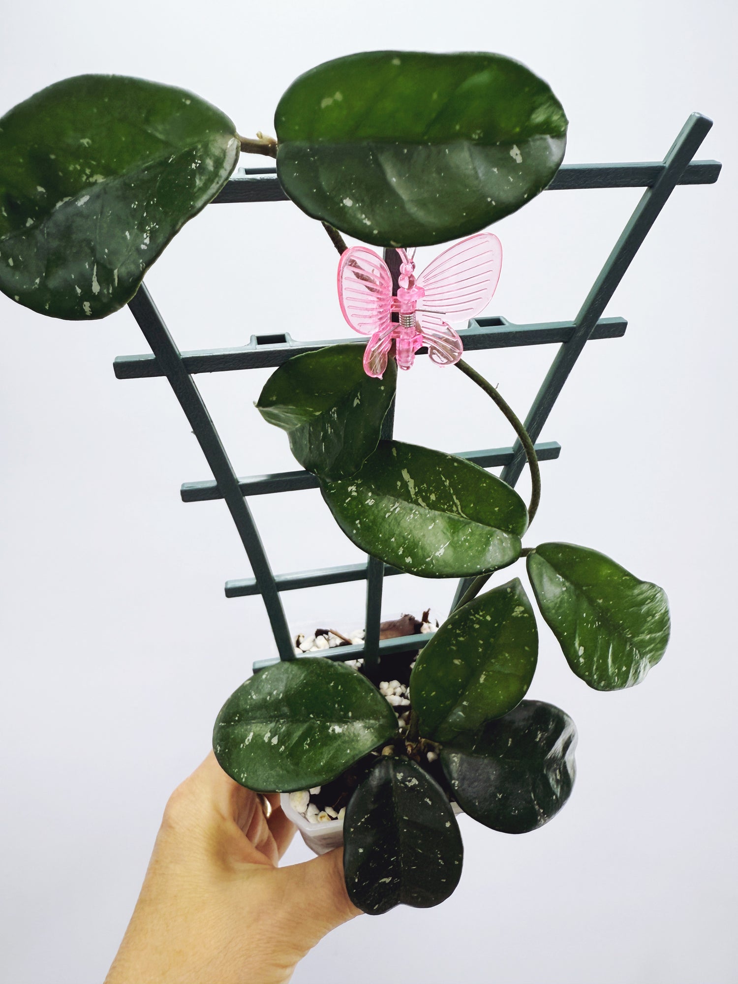 Current Plants
