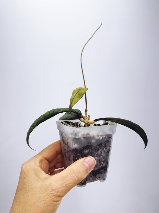 Hoya callistophylla