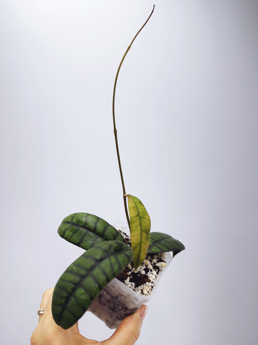 Hoya callistophylla