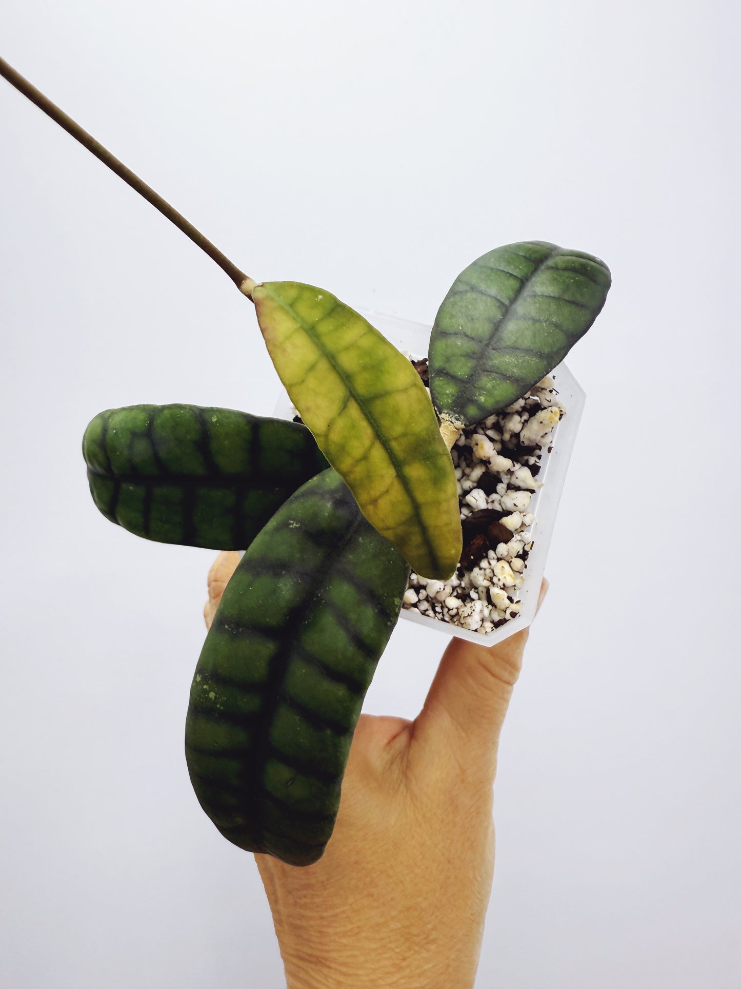 Hoya callistophylla