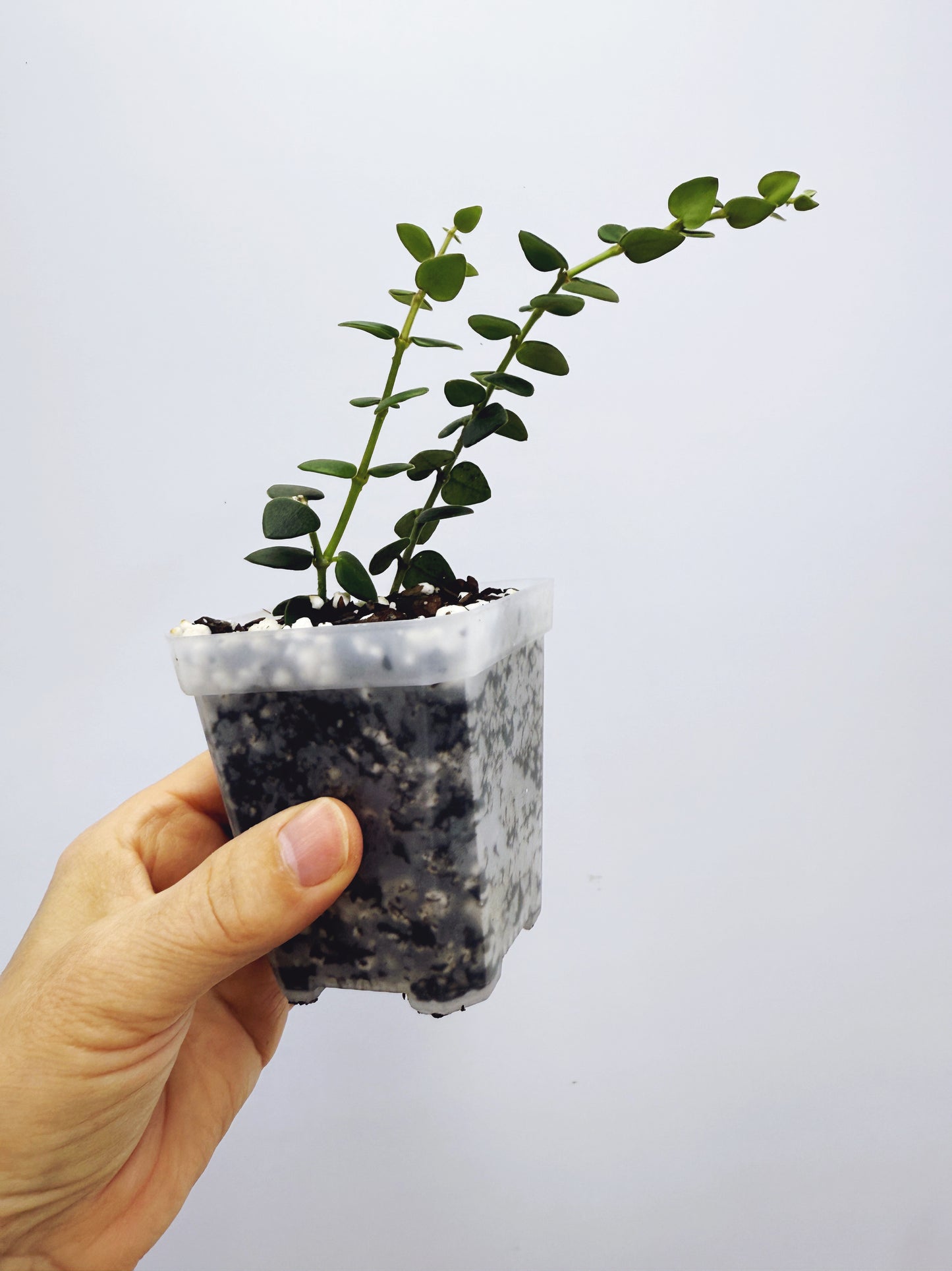 Hoya chinghungensis