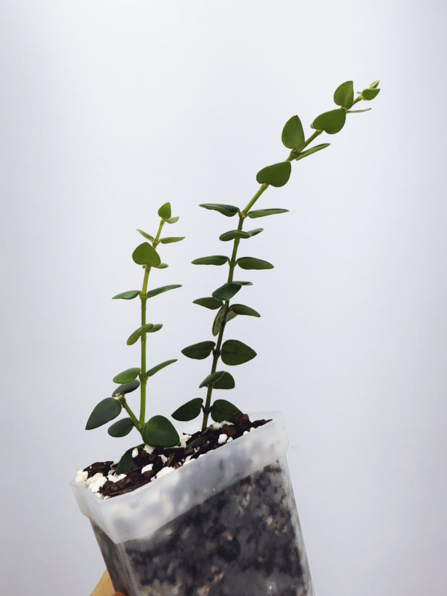Hoya chinghungensis