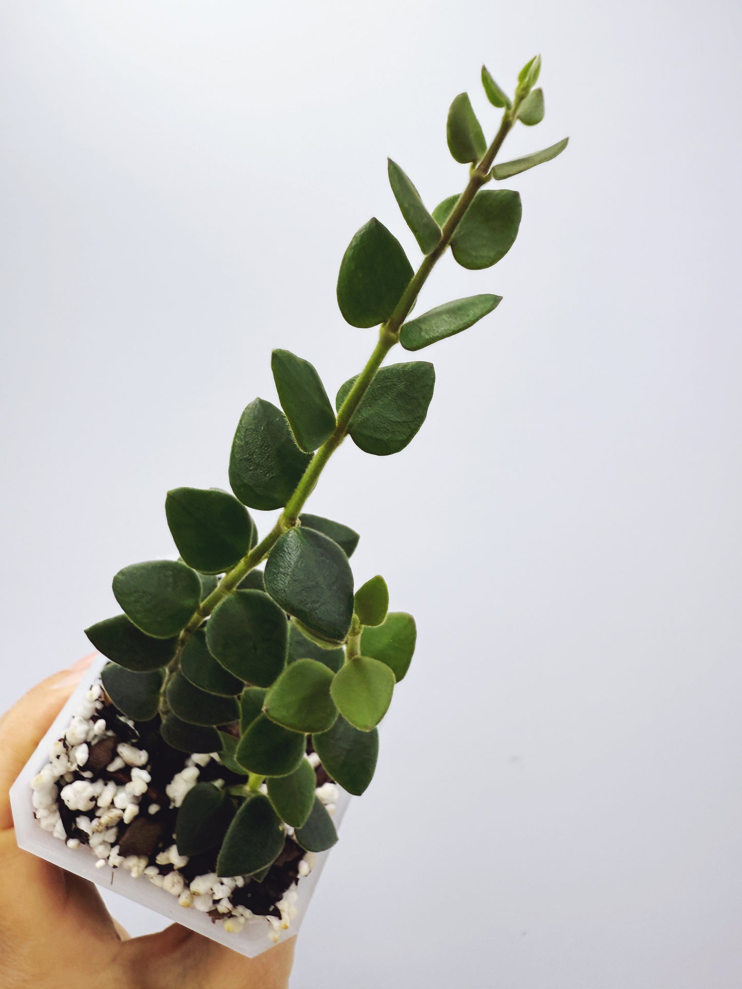 Hoya chinghungensis