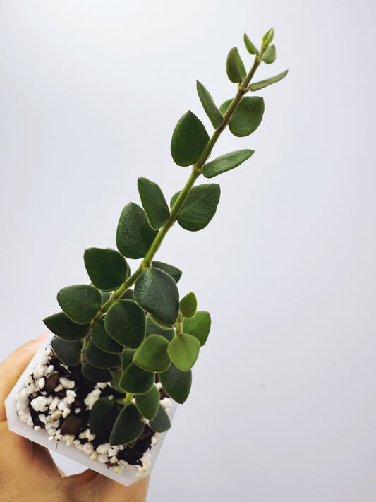 Hoya chinghungensis
