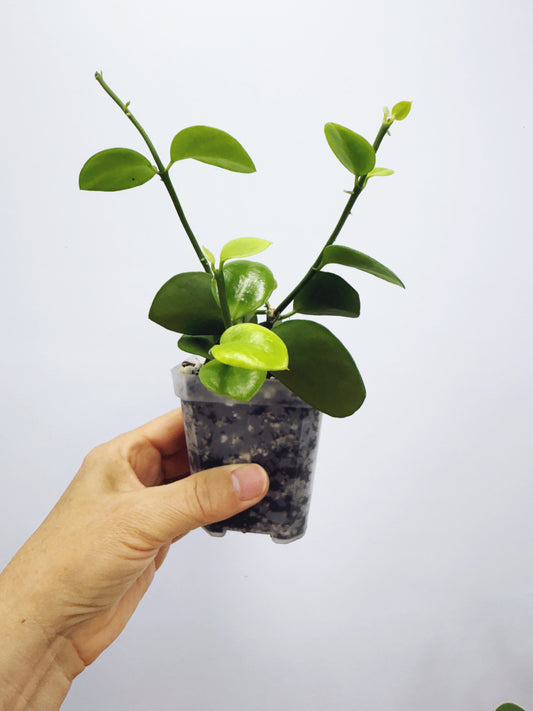 Hoya biakensis splash