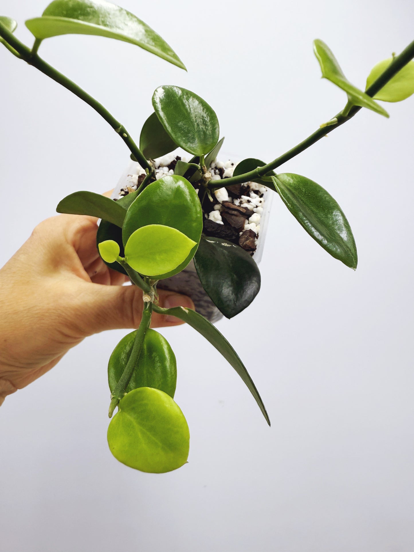 Hoya biakensis splash