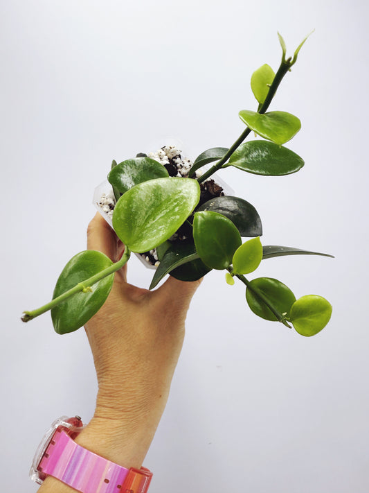 Hoya biakensis splash