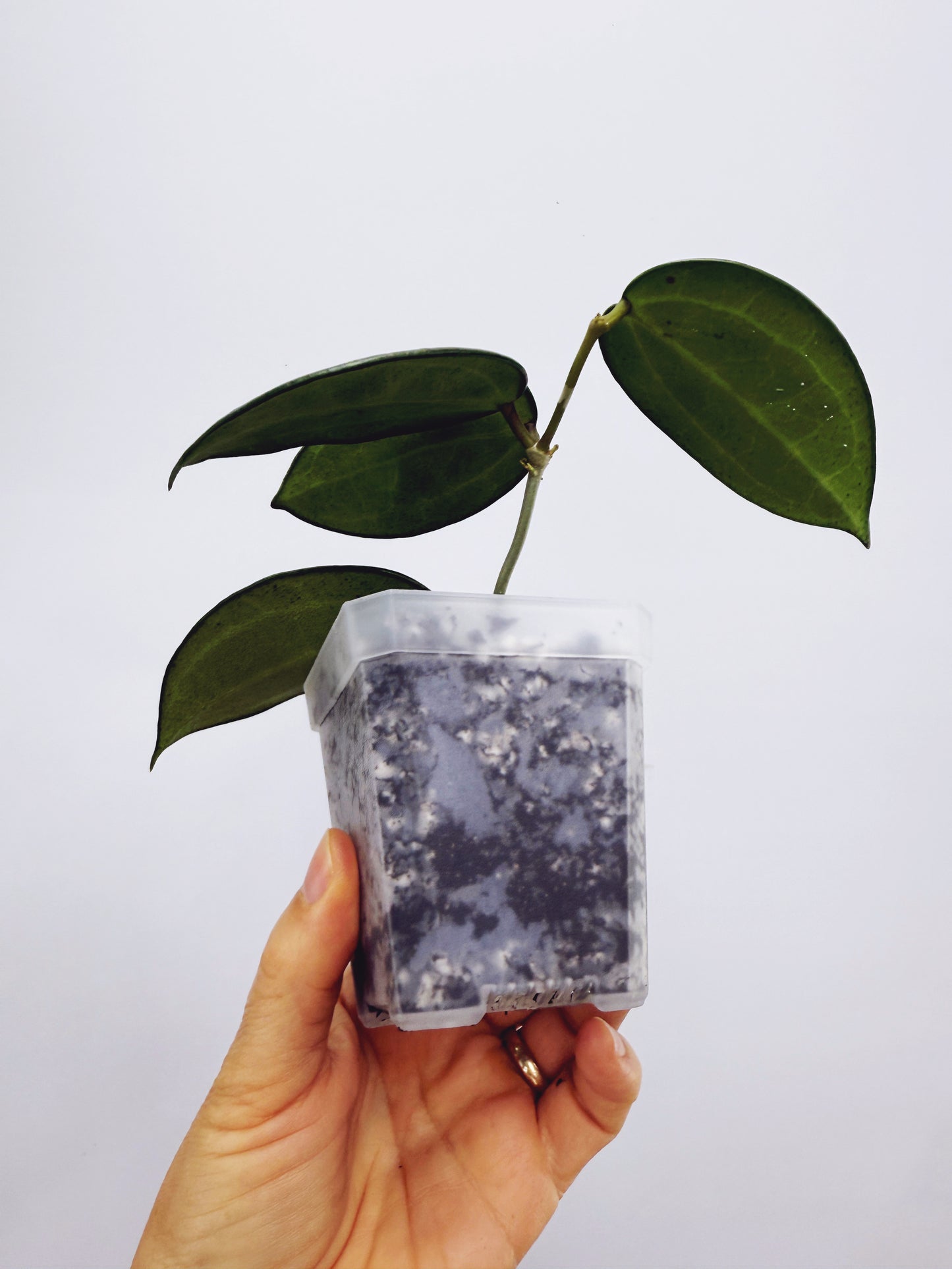 Hoya hanhiae yellow