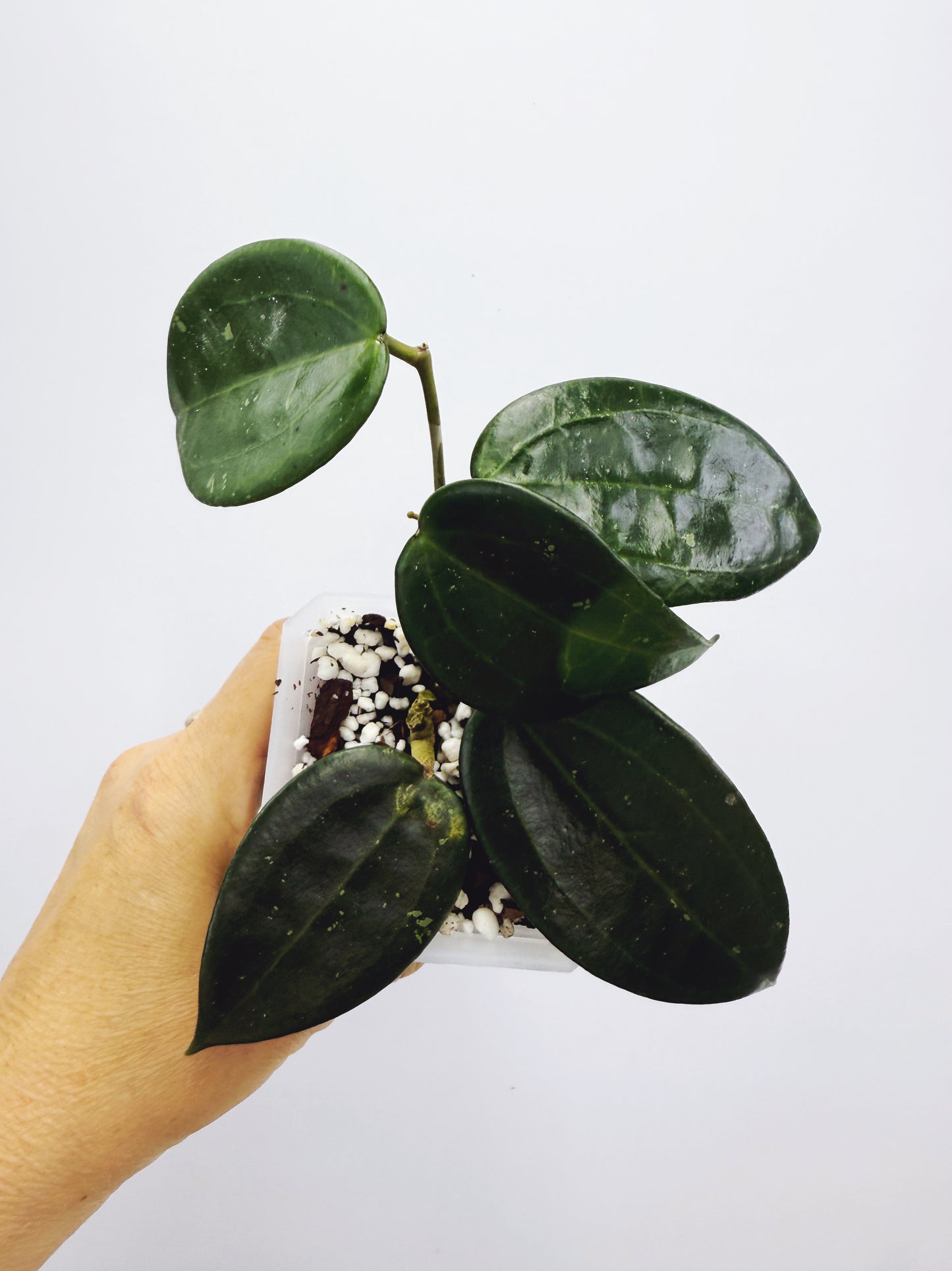 Hoya hanhiae yellow