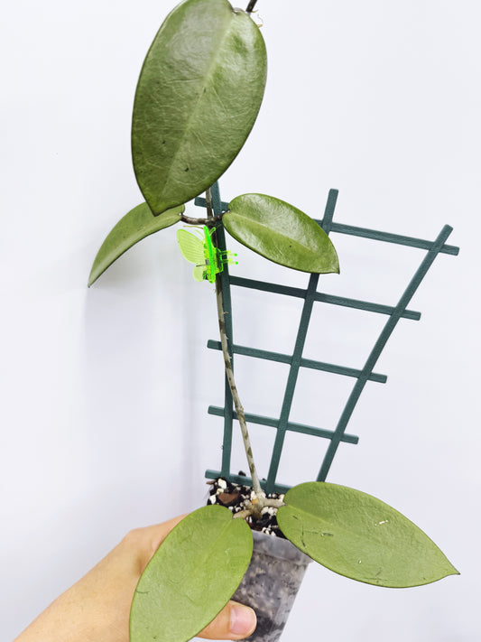 Hoya silver dollar