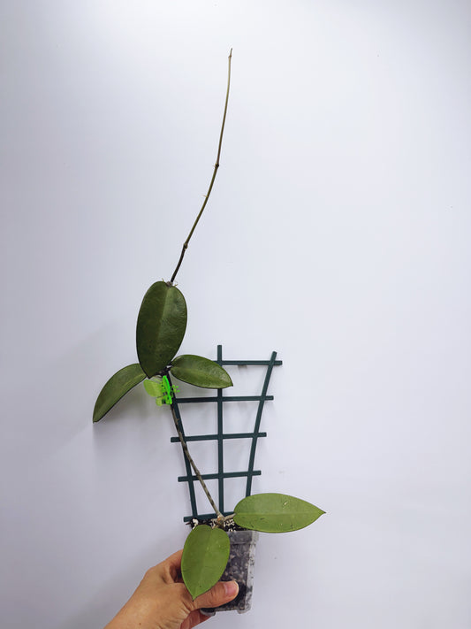 Hoya silver dollar