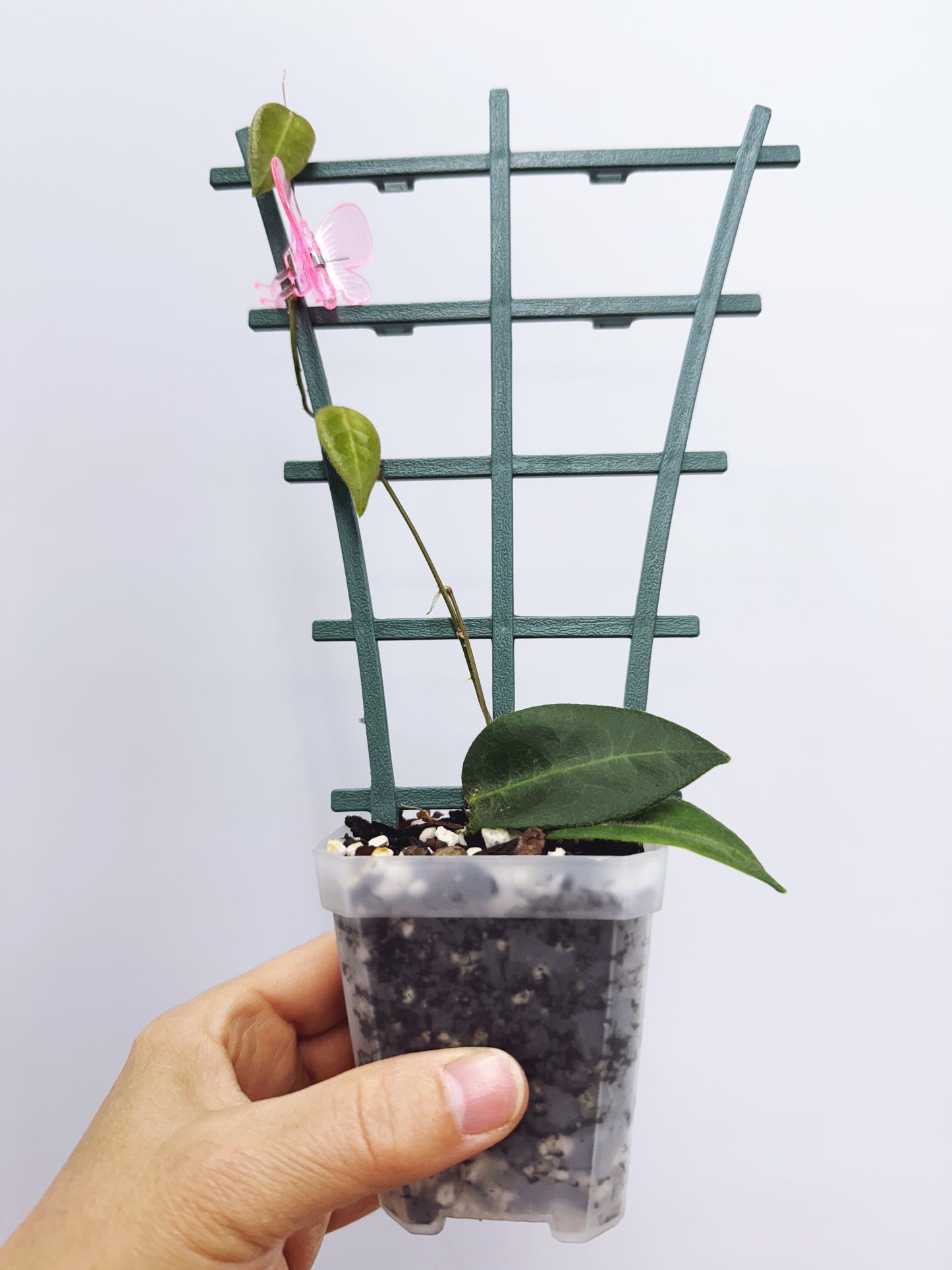 Hoya patella pink