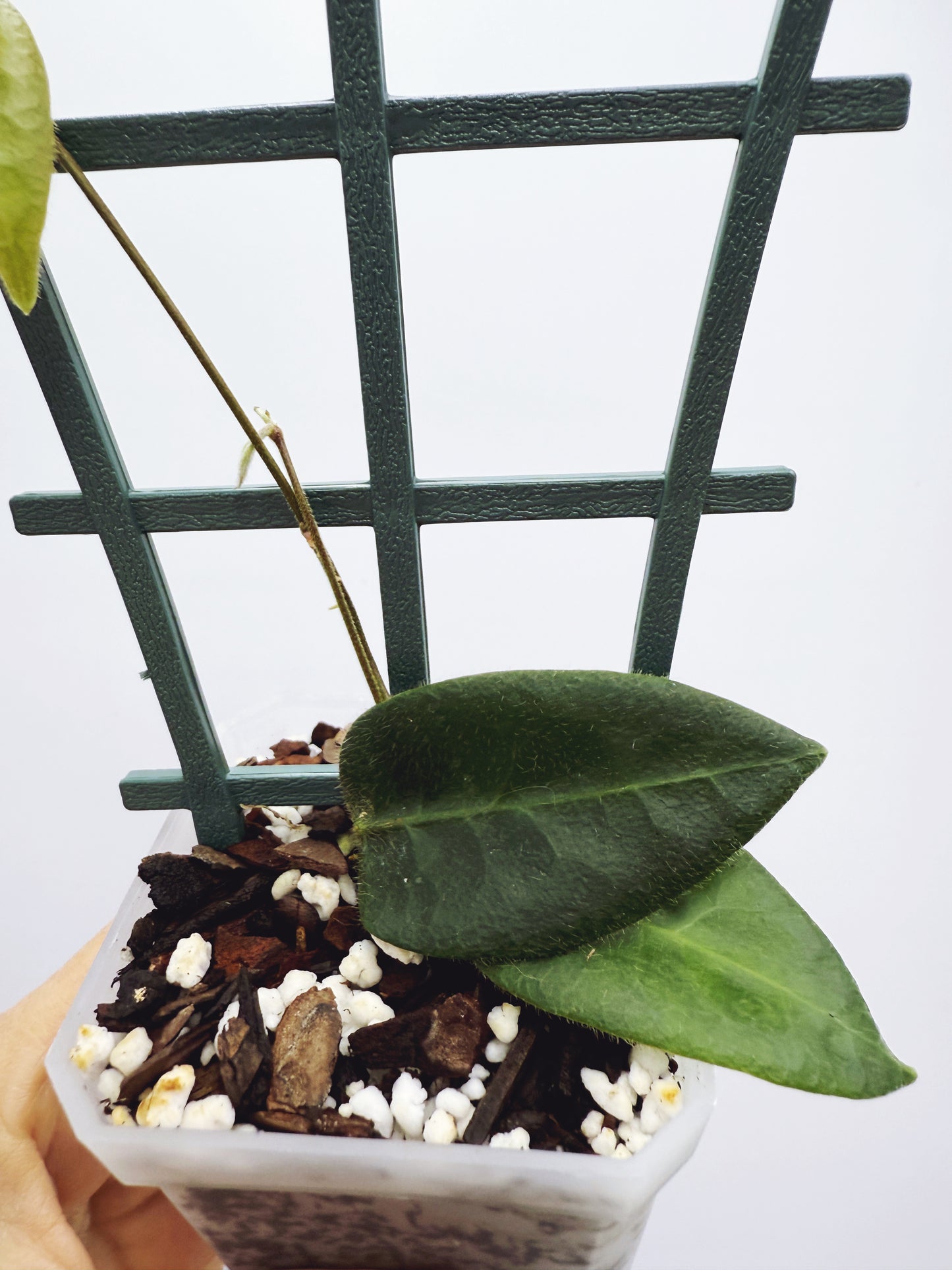 Hoya patella pink