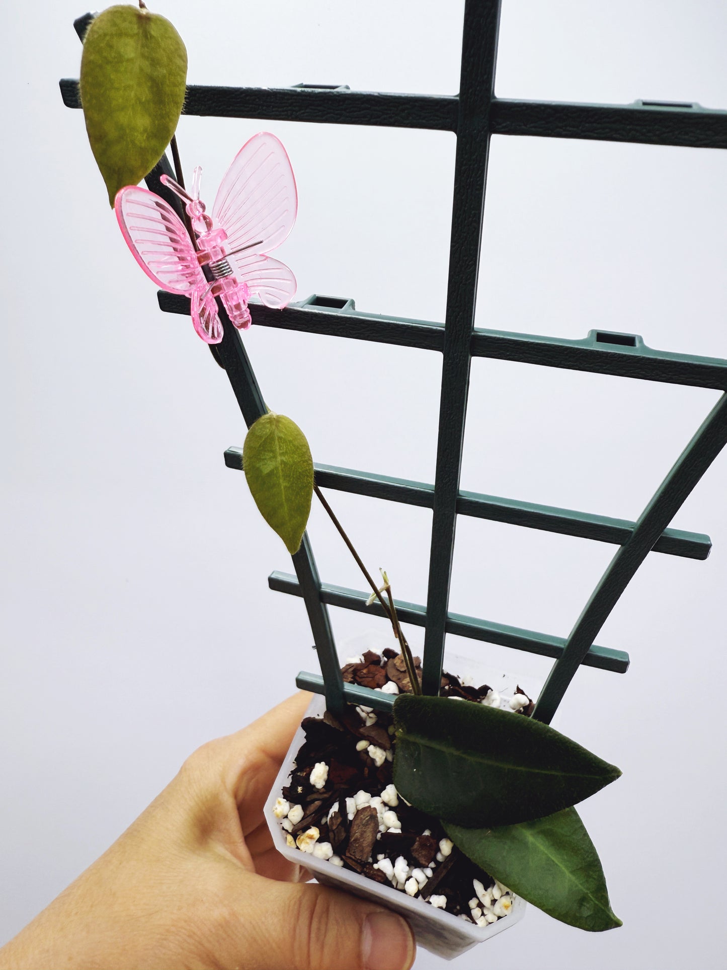 Hoya patella pink