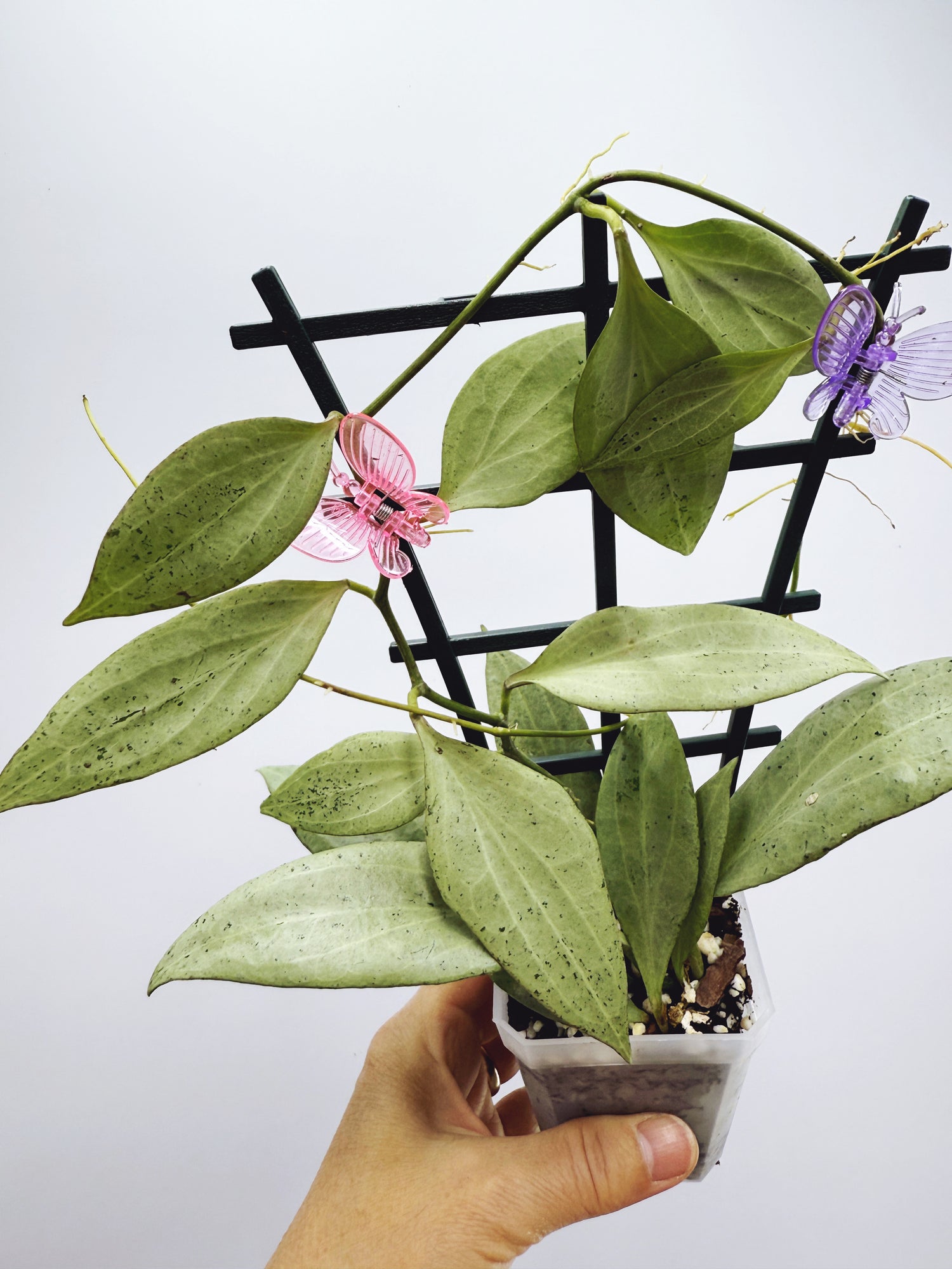 Current Plants