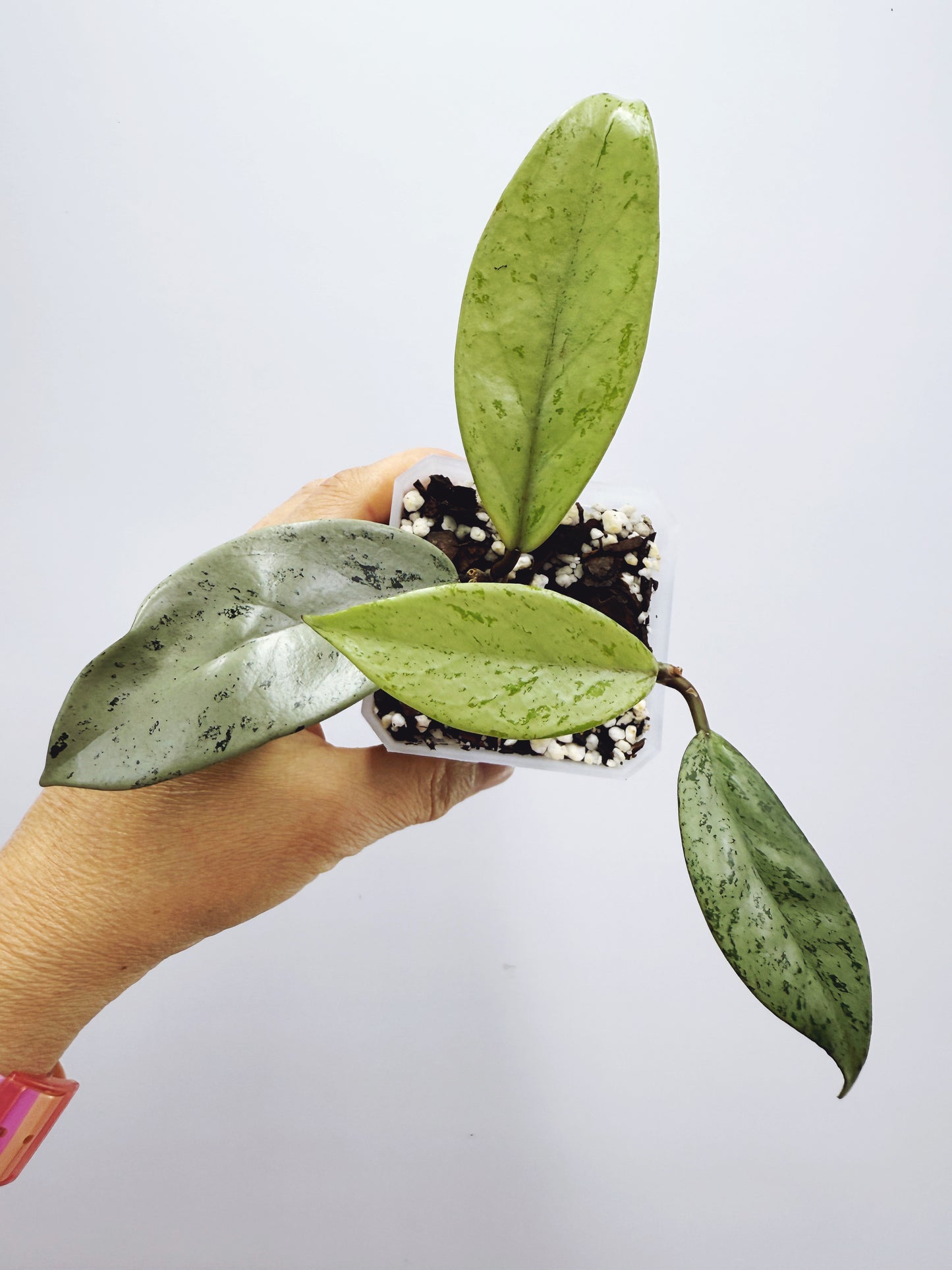 Hoya pubicalyx pink silver ghost