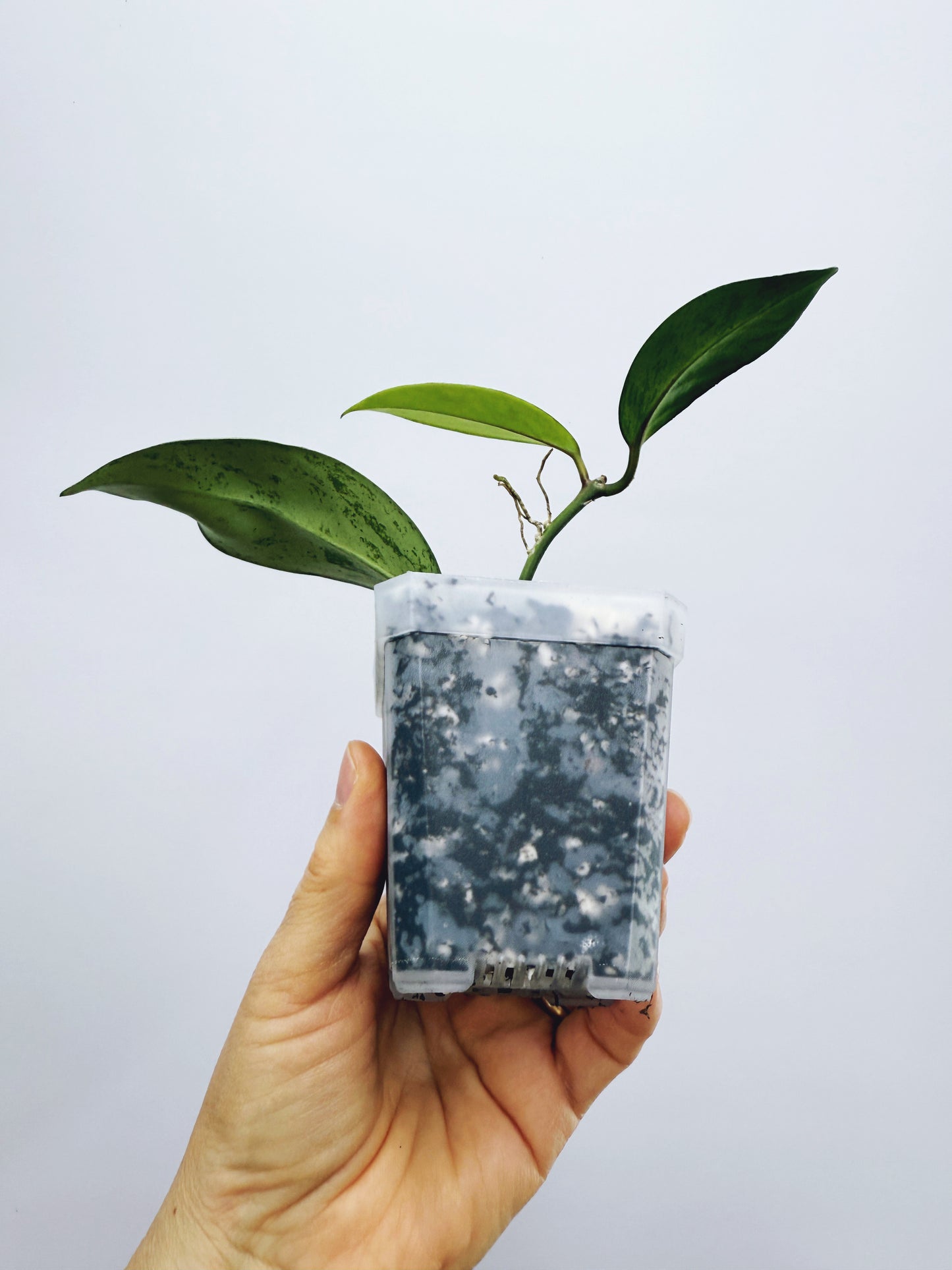Hoya pubicalyx pink silver ghost