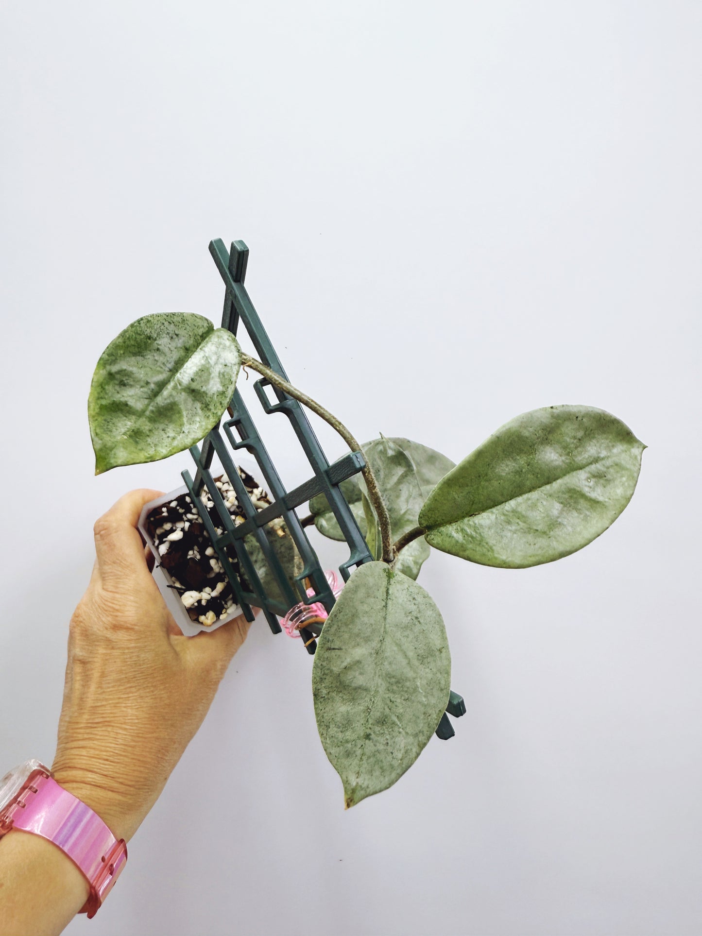 Hoya nova ghost