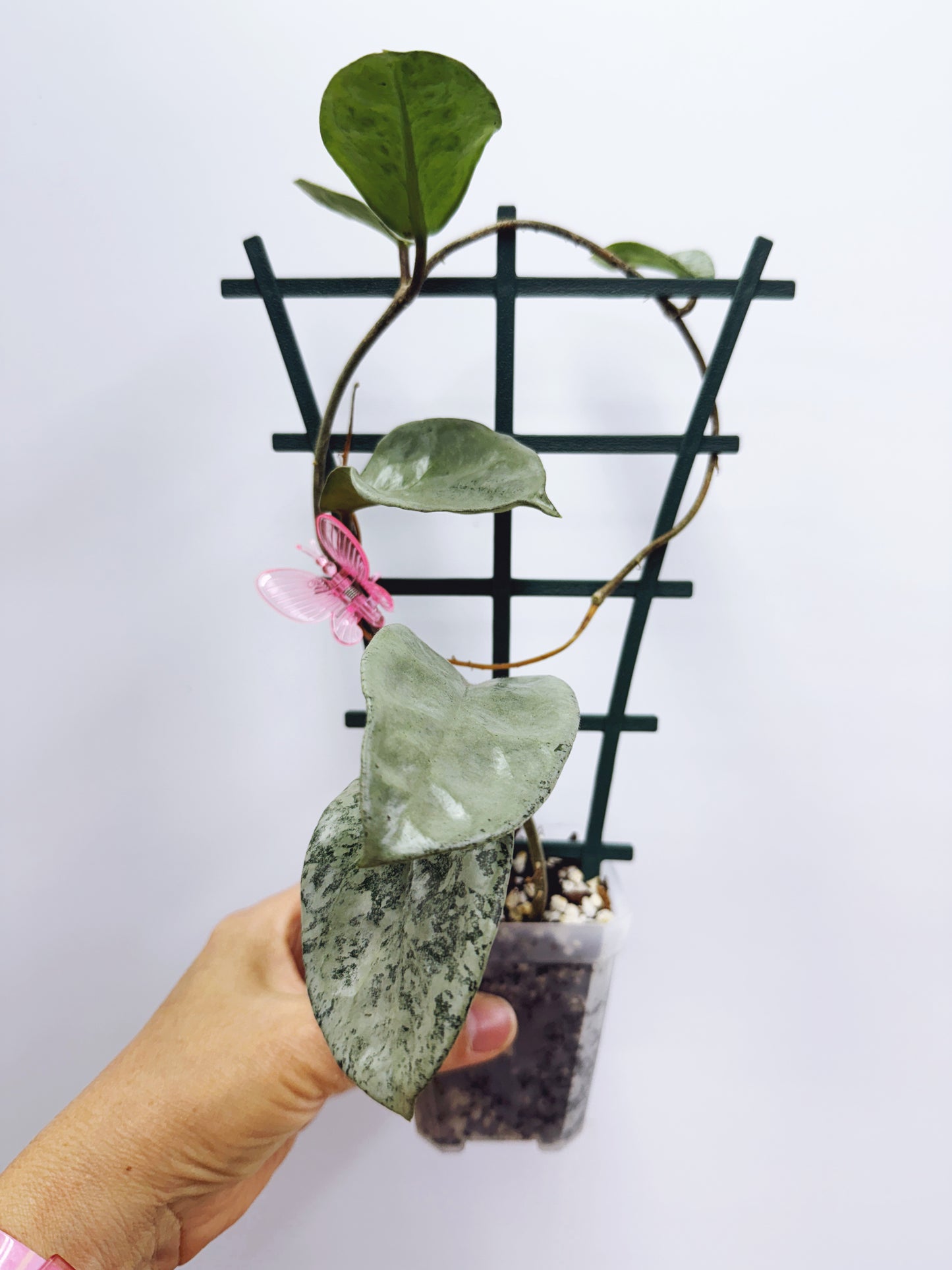 Hoya nova ghost