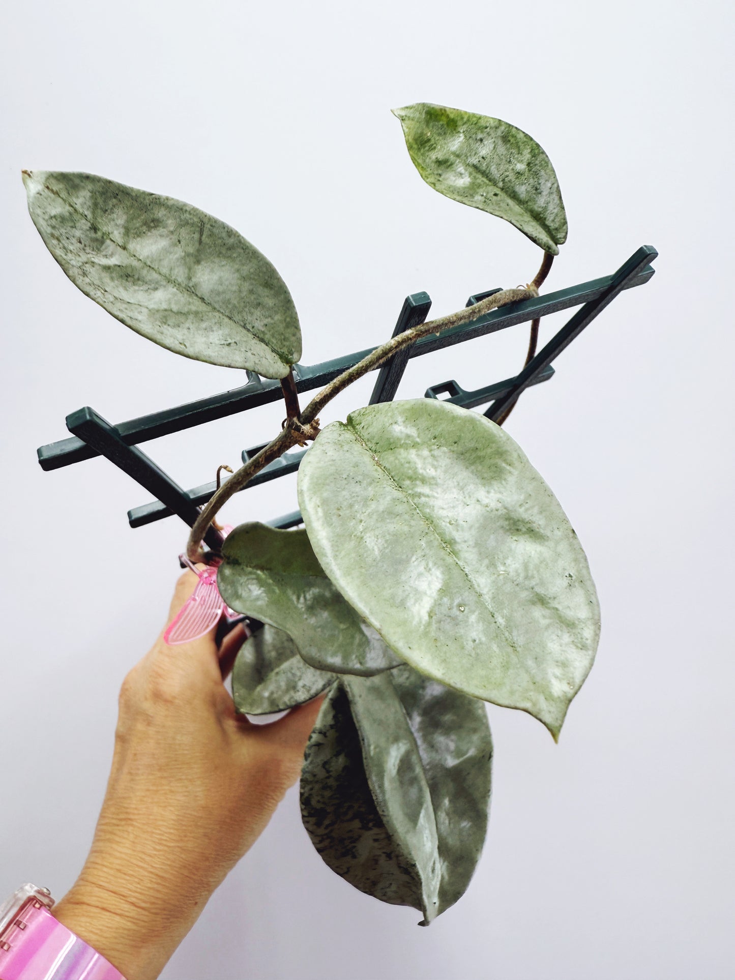 Hoya nova ghost