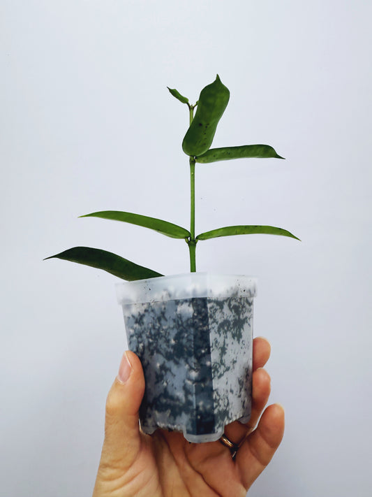 Hoya pandurata silver