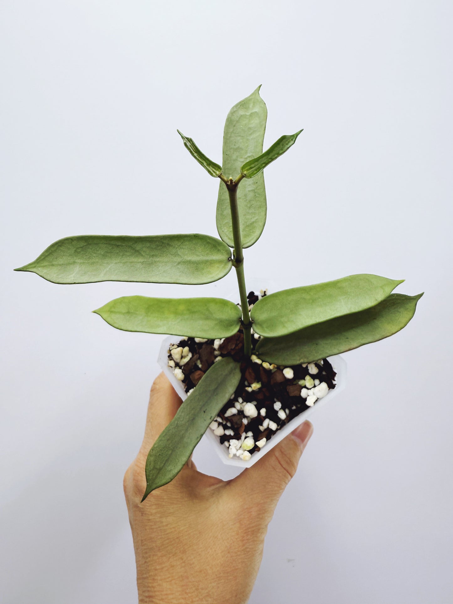 Hoya pandurata silver