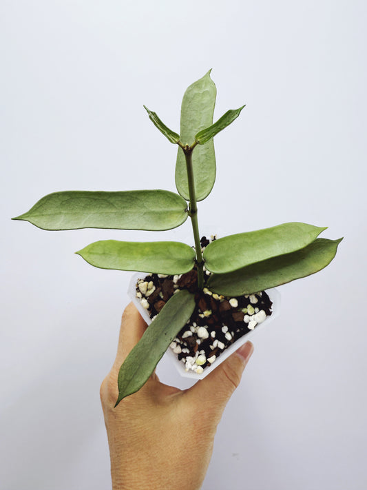 Hoya pandurata silver