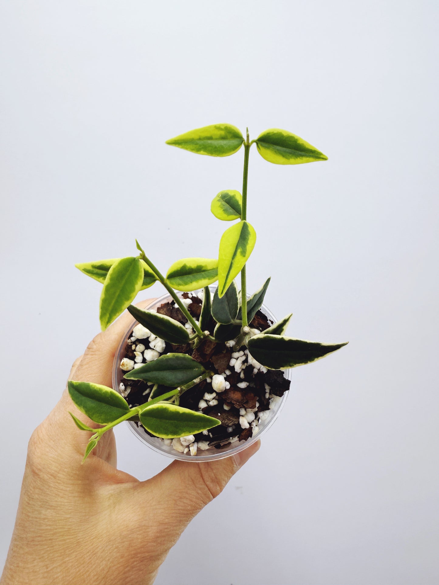 Hoya bella outer variegated