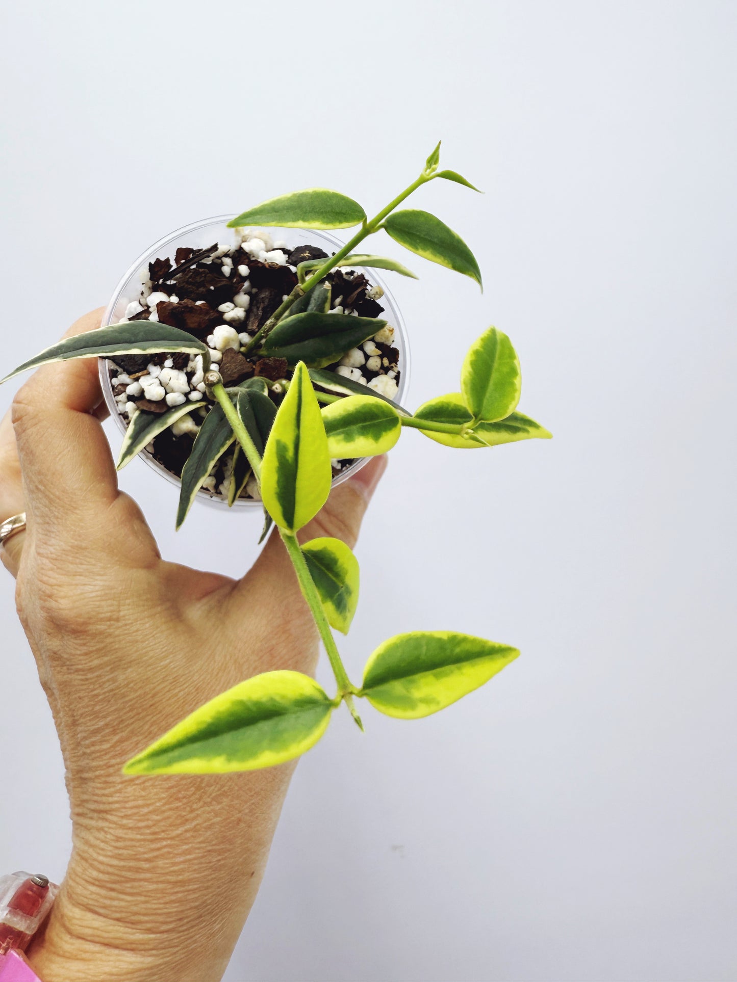 Hoya bella outer variegated