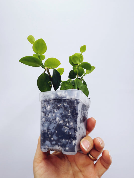 Hoya biakensis splash