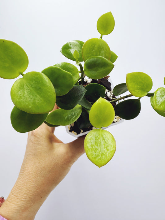 Hoya biakensis splash