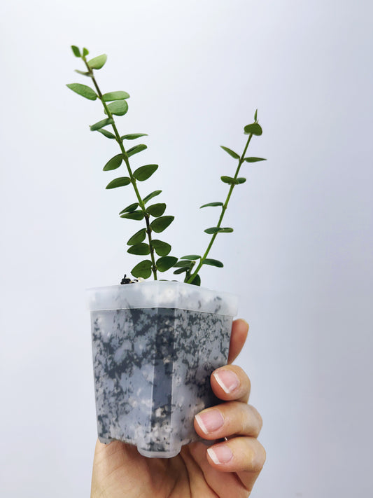 Hoya chinghungensis