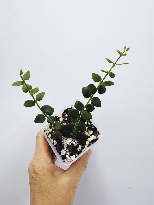 Hoya chinghungensis