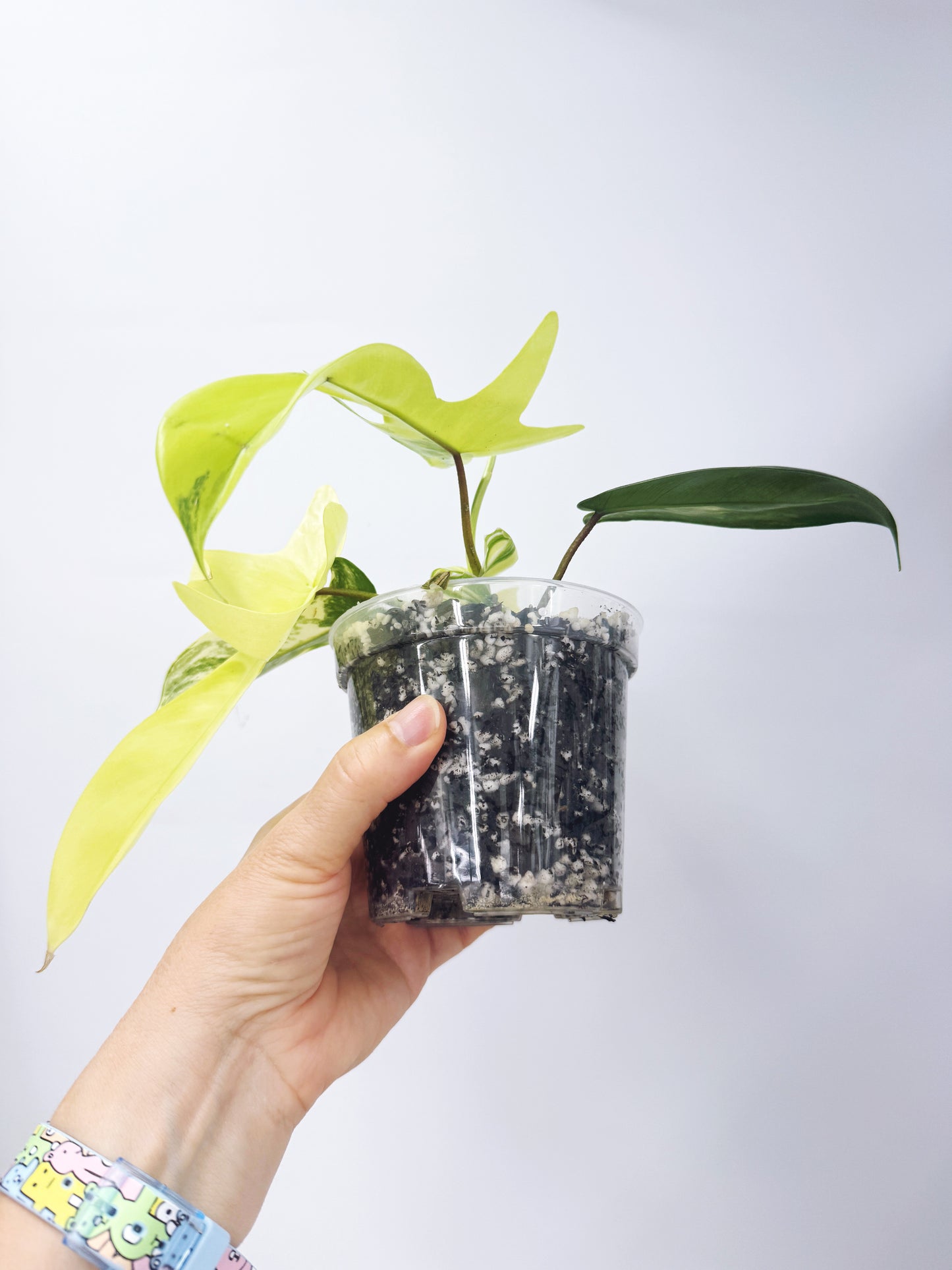 Philodendron florida beauty