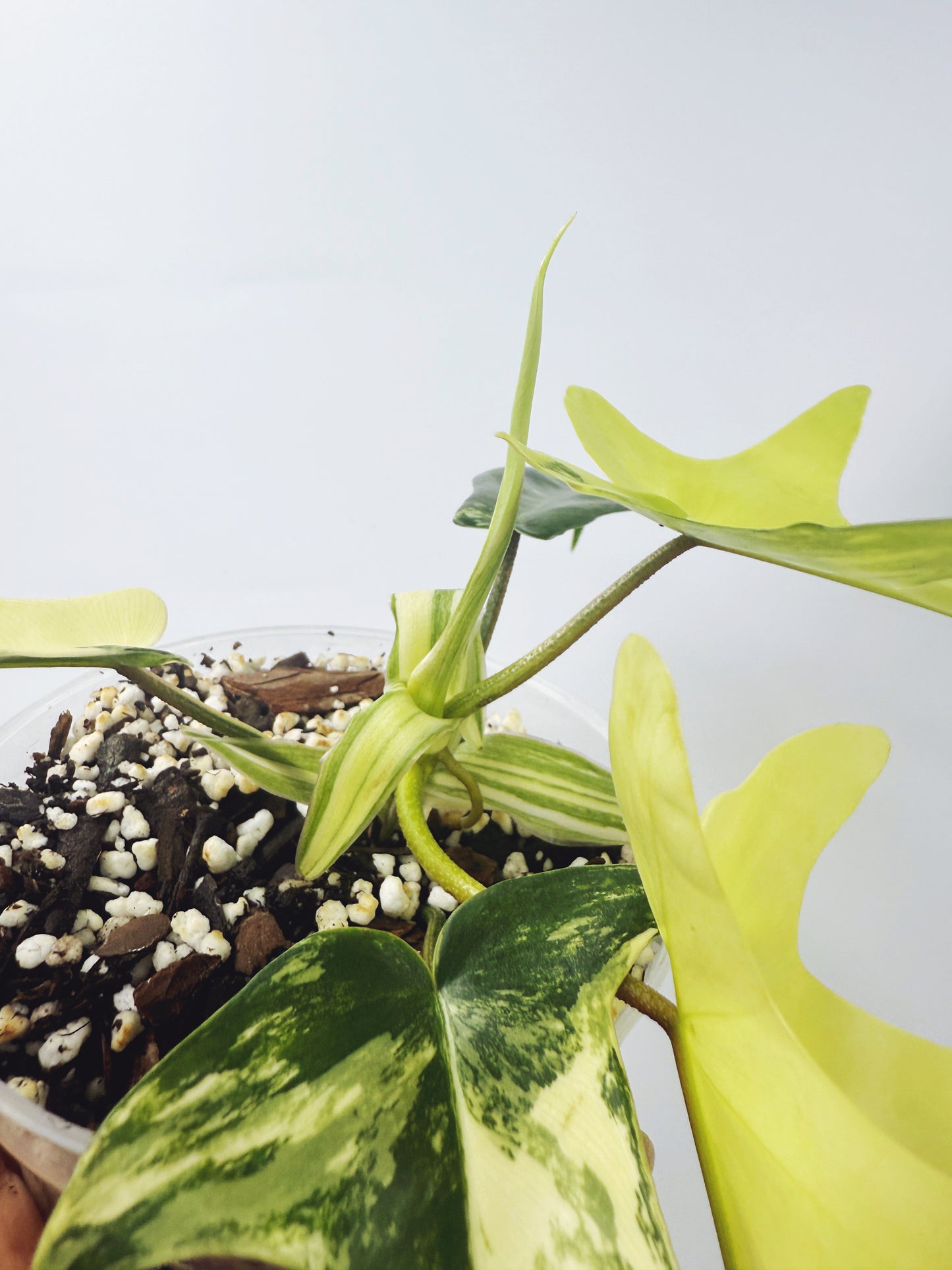 Philodendron florida beauty