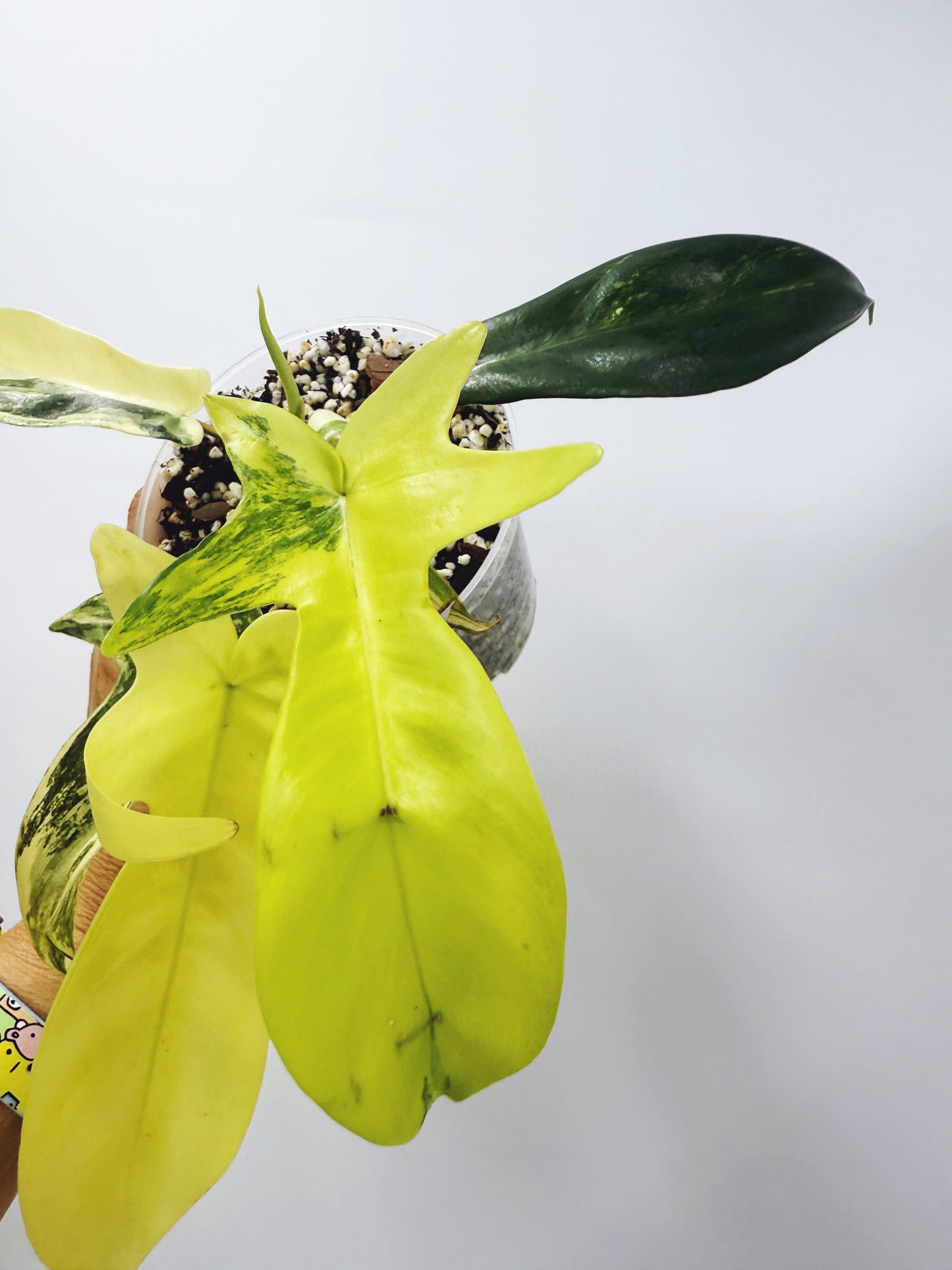 Philodendron florida beauty