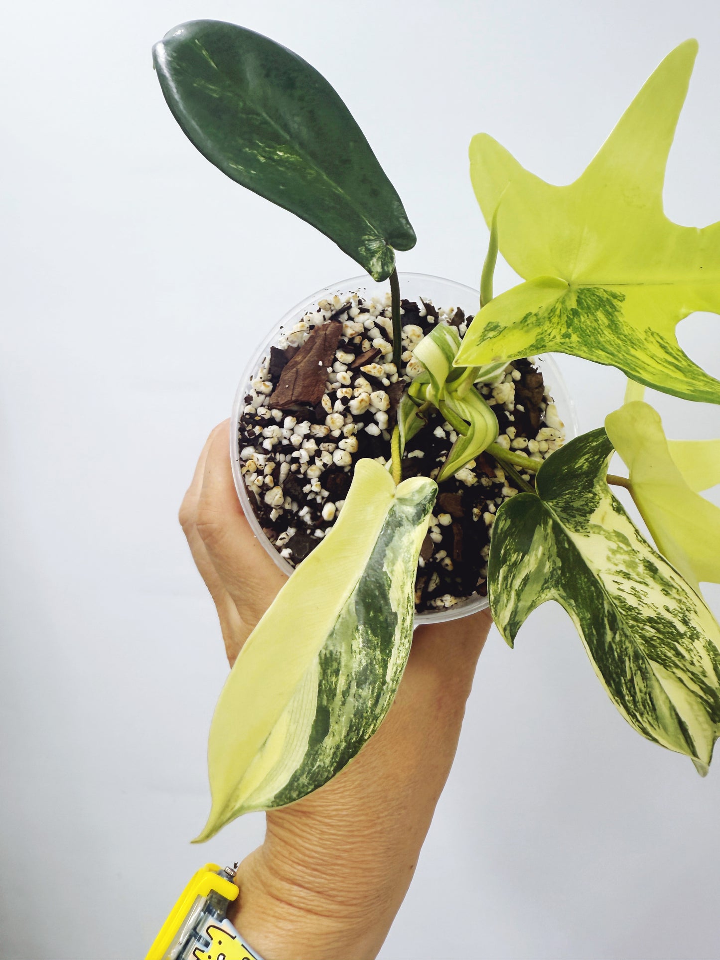 Philodendron florida beauty